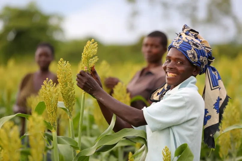 Kenyan woman farmer in field touching sorghum crop and smiling.