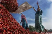 Des femmes agricultrices au Bangladesh. 